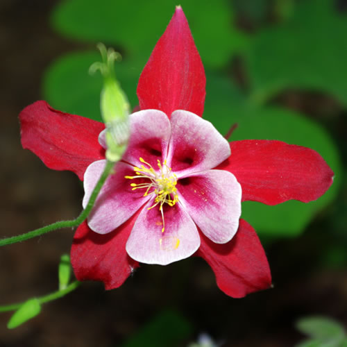 Aquilegia hybrida Songbird Cardinal